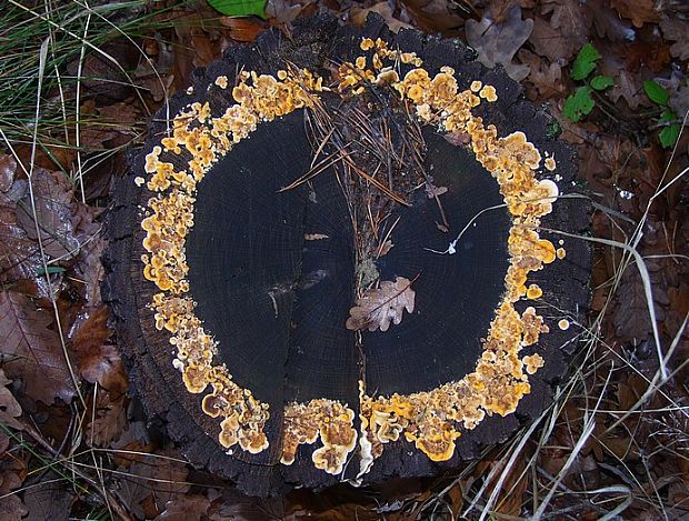 pevník chlpatý Stereum hirsutum (Willd.) Pers.