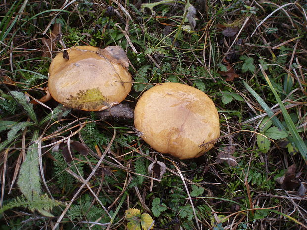 masliak obyčajný Suillus luteus (L.) Roussel