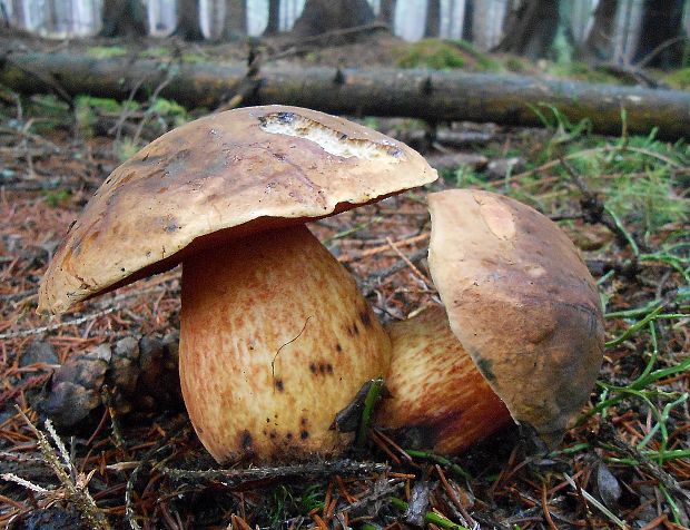 hríb zrnitohlúbikový Sutorius luridiformis (Rostk.) G. Wu & Zhu L. Yang