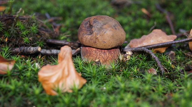 hríb zrnitohlúbikový Sutorius luridiformis (Rostk.) G. Wu & Zhu L. Yang