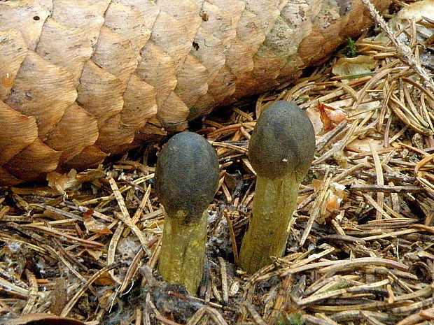 žezlovka hlavičkatá Tolypocladium capitatum (Holmsk.) Quandt, Kepler & Spatafora