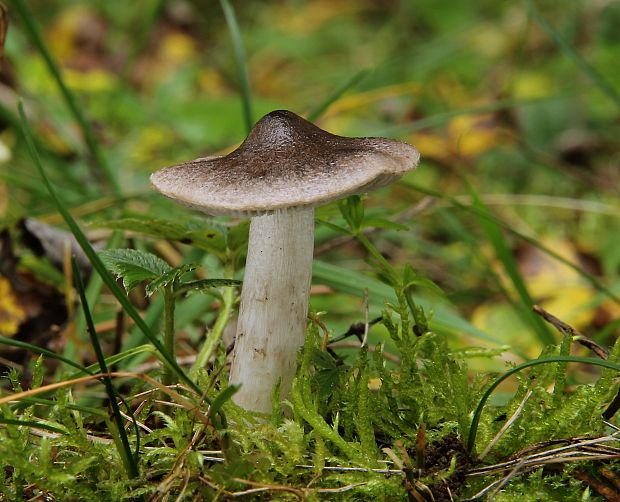 čírovka zemná Tricholoma terreum (Schaeff.) P. Kumm.