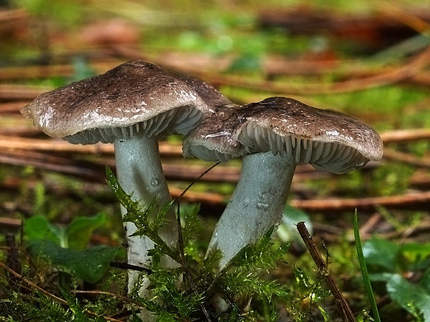 čírovka zemná Tricholoma terreum (Schaeff.) P. Kumm.