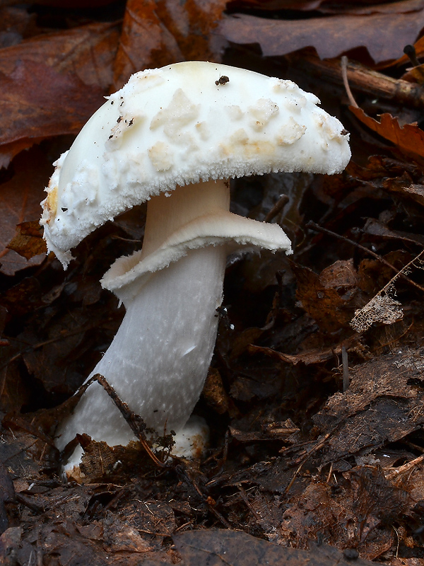 muchotrávka citrónovožltá Amanita citrina Pers.