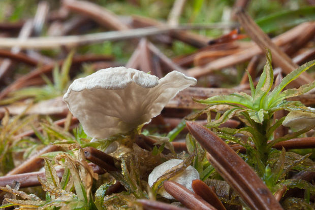 rebrovička Arrhenia sp.