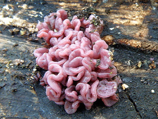 vrtidlovka Ascocoryne sp.