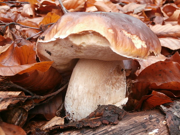 hríb smrekový Boletus edulis Bull.