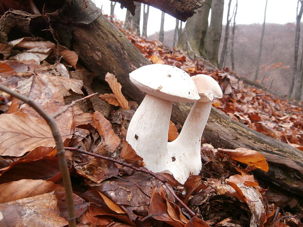 hríb smrekový Boletus edulis Bull.