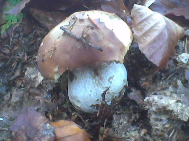 hríb smrekový Boletus edulis Bull.