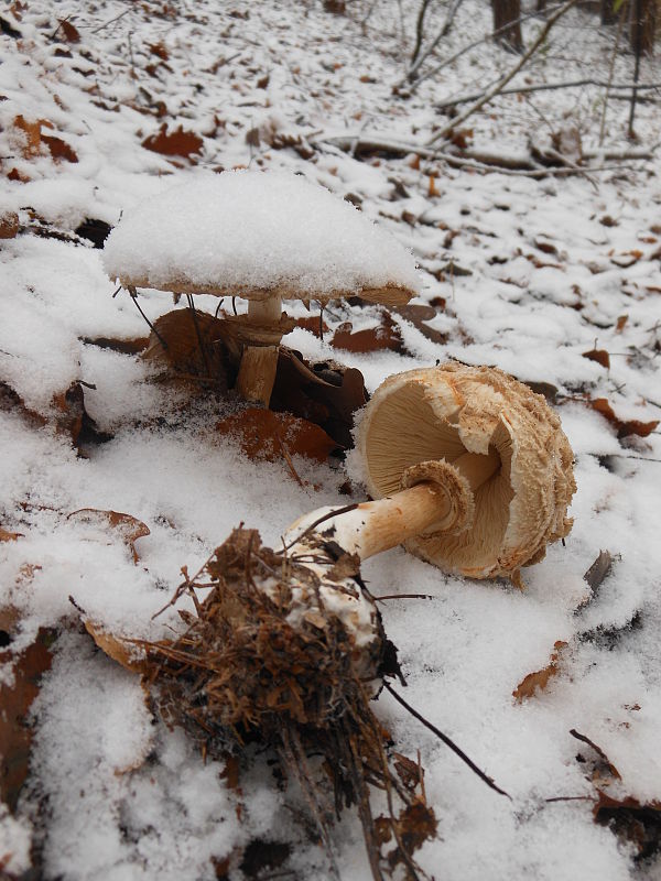 bedľa červenejúca Chlorophyllum rachodes (Vittad.) Vellinga