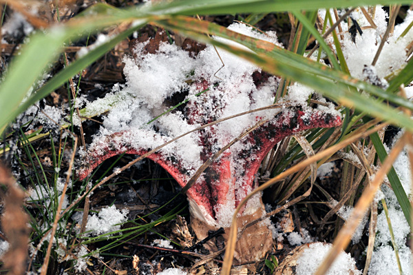 mrežovka kvetovitá Clathrus archeri (Berk.) Dring