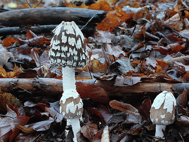 hnojník strakatý Coprinopsis picacea (Bull.) Redhead, Vilgalys & Moncalvo