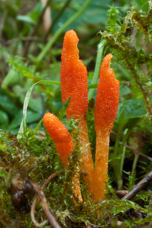 žezlovka hmyzová Cordyceps militaris (Fr.) Link