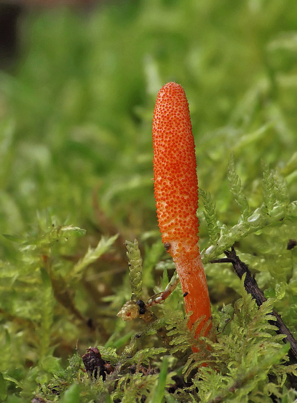 žezlovka hmyzová Cordyceps militaris (Fr.) Link