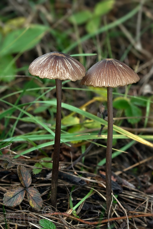 hodvábnica Entoloma sp.