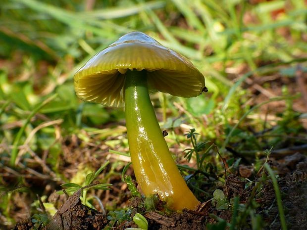 lúčnica žltozelená Gliophorus psittacinus (Schaeff.) Herink