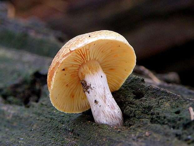 šupinovec nevoňavý Gymnopilus penetrans (Fr.) Murrill