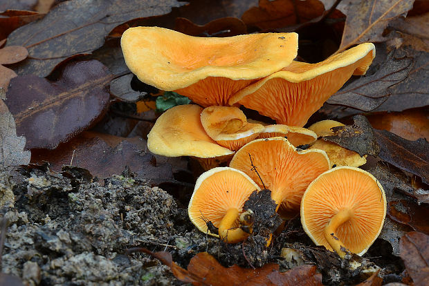 líška oranžová Hygrophoropsis aurantiaca (Wulfen) Maire