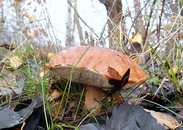 kozák osikový Leccinum albostipitatum den Bakker & Noordel.