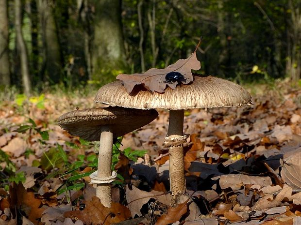 bedľa štíhla Macrolepiota mastoidea (Fr.) Singer