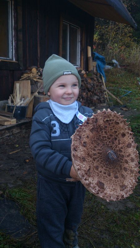 bedľa vysoká  Macrolepiota procera var. pseudo-olivascens  Bellù & Lanzoni