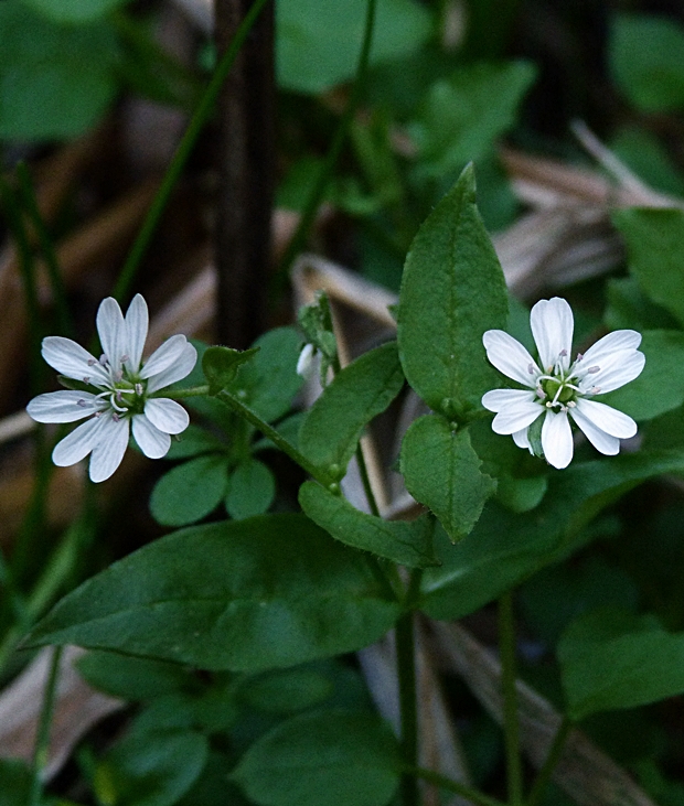 mäkkuľa vodná Myosoton aquaticum (L.) Moench