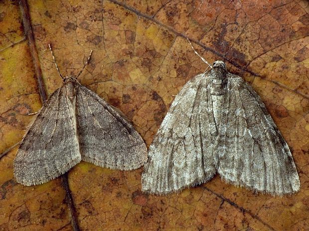 jesenice Operophtera brumata a Epirrita dilutata