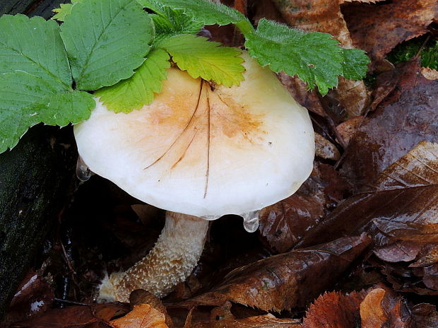 šupinovka hlinovookrová Pholiota lenta (Pers.) Singer