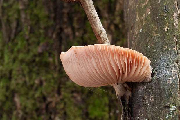 červenáčik obyčajný Rhodotus palmatus (Bull.) Maire