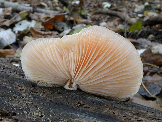 červenáčik obyčajný Rhodotus palmatus (Bull.) Maire