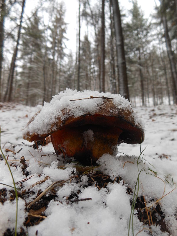 hríb zrnitohlúbikový Sutorius luridiformis (Rostk.) G. Wu & Zhu L. Yang