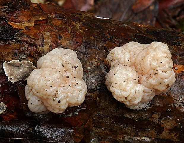 rôsolovka priesvitná Tremella encephala Willd.