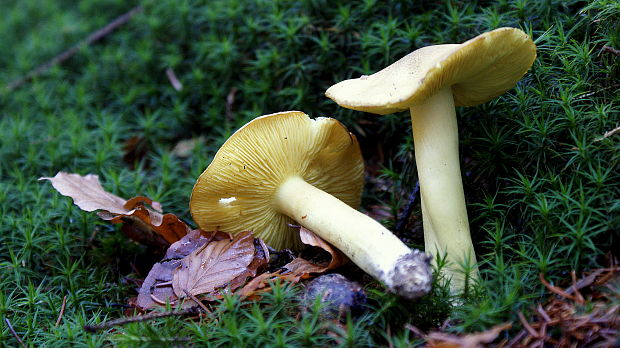 čírovka zelenkastá Tricholoma equestre (L.) P. Kumm.