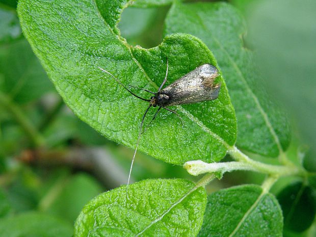 adéla zelená (SK aj CZ) Adela reaumurella  Linnaeus, 1758