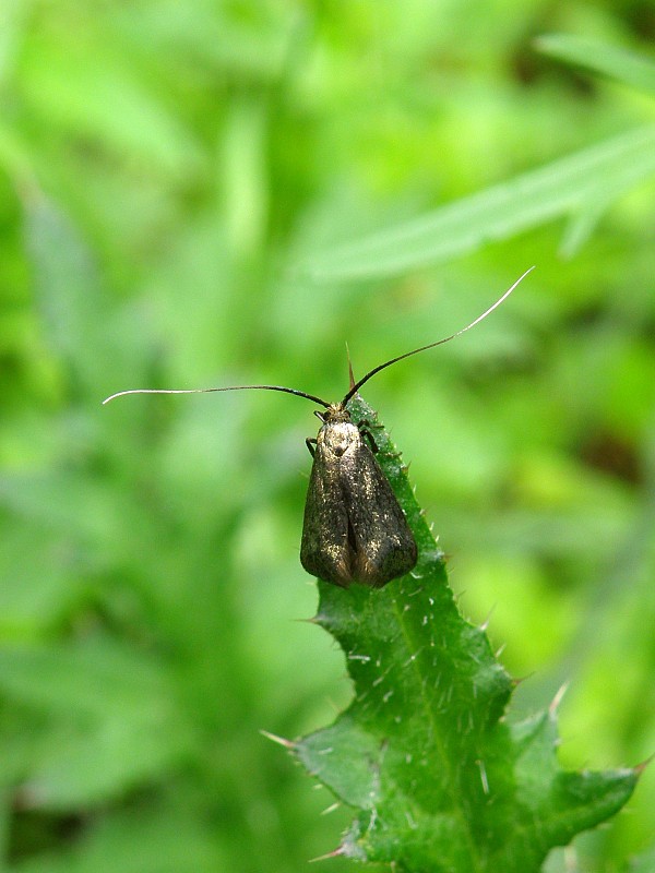 adéla zelená (SK aj CZ) Adela reaumurella Linnaeus, 1758