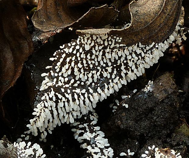 mištička ? Arcyria sp.