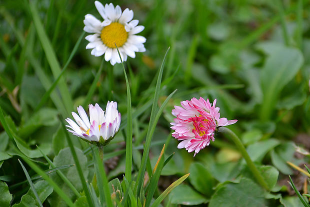 sedmokráska obyčajná Bellis perennis L.