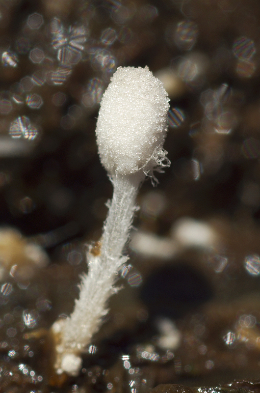 hnojník trusový Coprinopsis stercorea (Fr.) Redhead, Vilgalys & Moncalvo