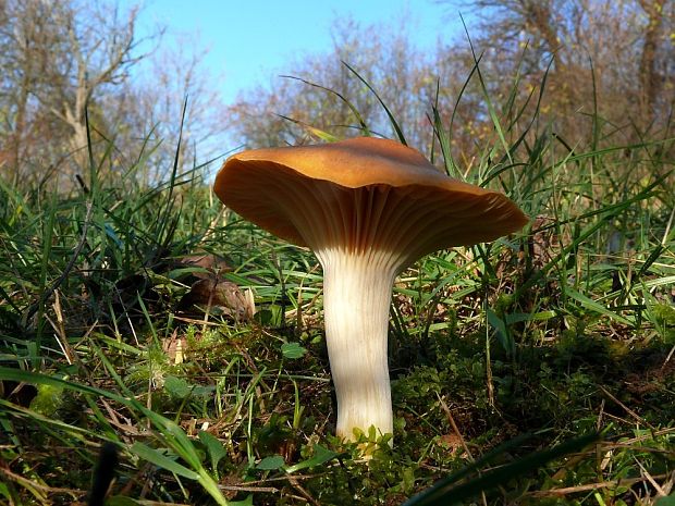 lúčnica statná Cuphophyllus pratensis (Fr.) Bon