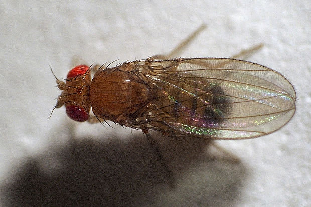 octomilka Drosophila