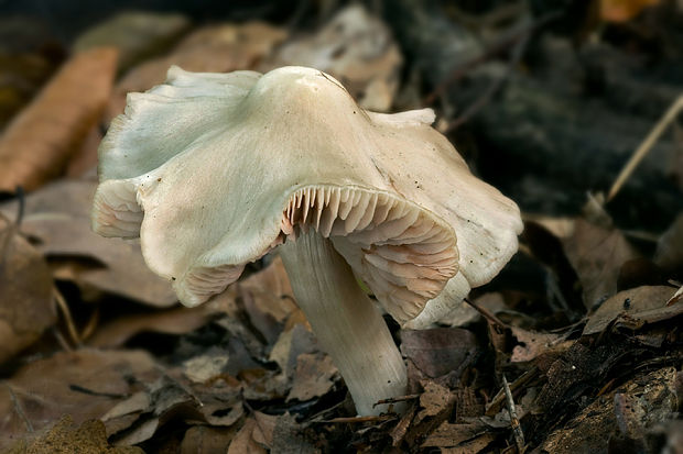 hodvábnica Entoloma sp.