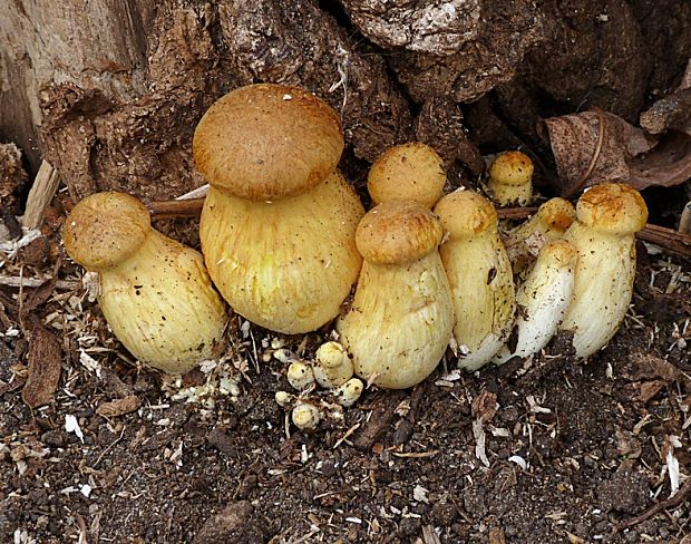 šupinovec nádherný Gymnopilus junonius (Fr.) P.D. Orton