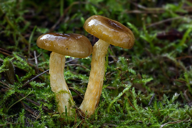 šťavnačka mrazová Hygrophorus hypothejus (Fr.) Fr.