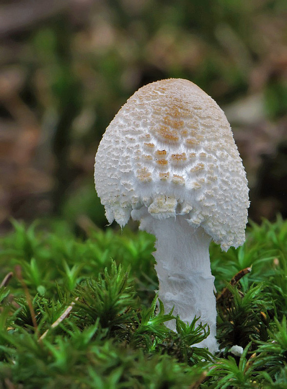 bedlička vlnatá Lepiota clypeolaria (Bull.) P. Kumm.