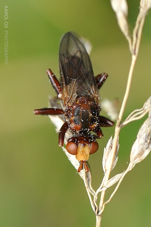 okanka červenohnedá Sicus ferrugineus