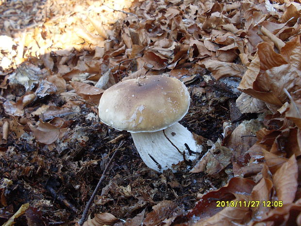 hríb smrekový Boletus edulis Bull.