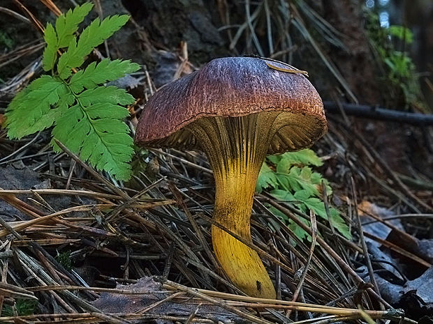 sliziak lepkavý Chroogomphus rutilus (Schaeff.) O.K. Mill.