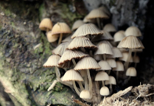 hnojník rozsiaty Coprinellus disseminatus (Pers.) J.E. Lange