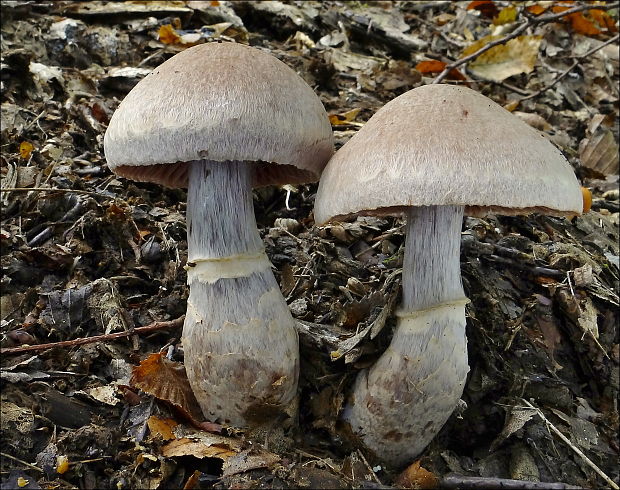 pavučinovec prstencový Cortinarius torvus (Fr.) Fr.