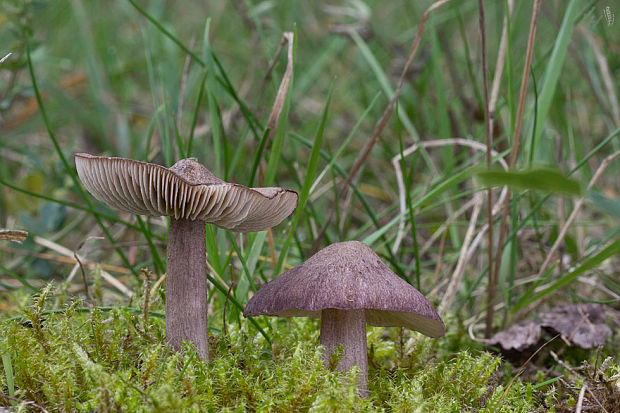 hodvábnica porfýrová Entoloma porphyrophaeum (Fr.) P. Karst.